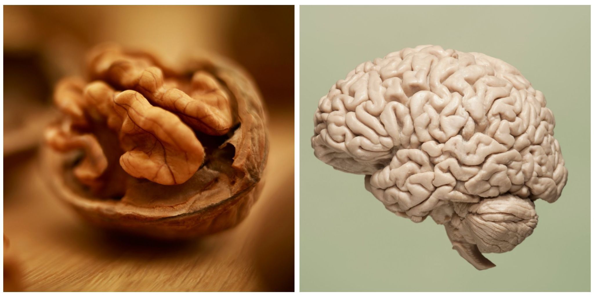 Грецкие орехи похожи на мозги. Грецкий орех и мозг. Орех похожий на мозг. Грецкий орех и мозг человека. Грецкий орех похож на мозг.